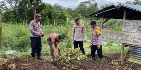 Polsek Bermani Ulu Polres Rejang Lebong Laksanakan Penanaman Ubi Jalar Madu untuk Mendukung Program Ketahanan Pangan