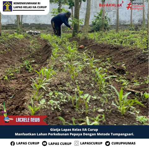 Warga Binaan Lapas Curup Dilatih Menanam Buah Pepaya, Dukung Penuh Program Ketahanan Pangan Presiden RI