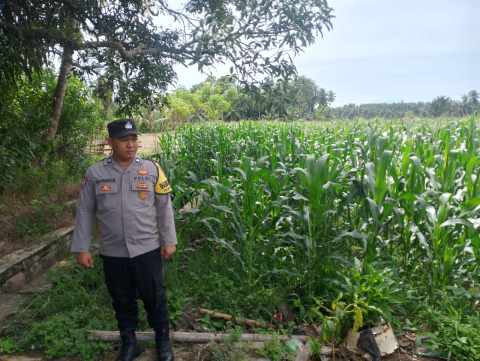 Polsek Kota Manna Lakukan Pemantauan Kebun Jagung dalam Mendukung Program Ketahanan Pangan