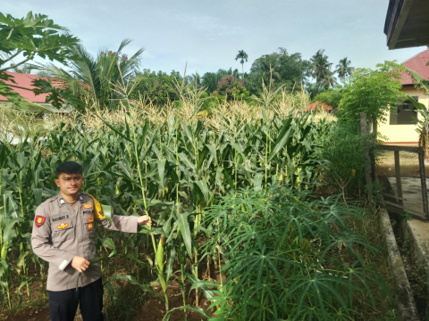 Polsek Manna Pantau Kebun Jagung untuk Mendukung Ketahanan Pangan Nasional
