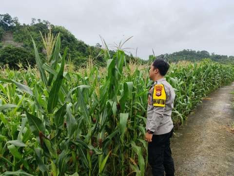 Polsek Pino Dukung Ketahanan Pangan Lewat Pemantauan Penanaman Jagung di Bengkulu Selatanv