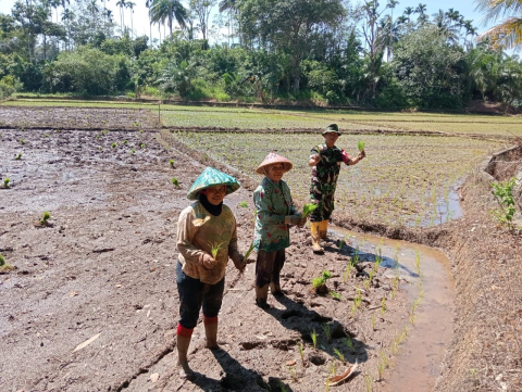 Babinsa dan PPL Dampingi Petani Desa Talang Kering Tingkatkan Produksi Padi di Bengkulu Utara
