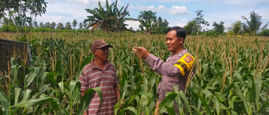 Bhabinkamtibmas Polsek Seginim Lakukan Pemantauan Kebun Jagung untuk Mendukung Ketahanan Pangan di Bengkulu Selatan