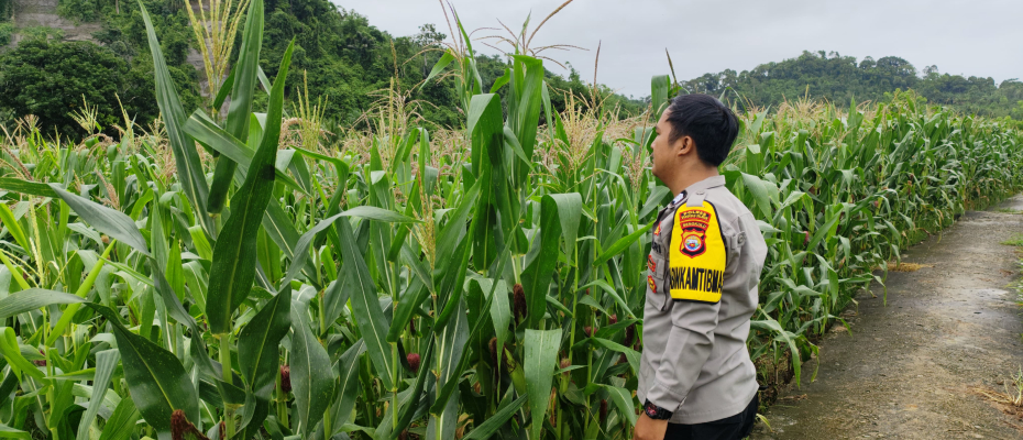 Polsek Pino Dukung Ketahanan Pangan Lewat Pemantauan Penanaman Jagung di Bengkulu Selatanv