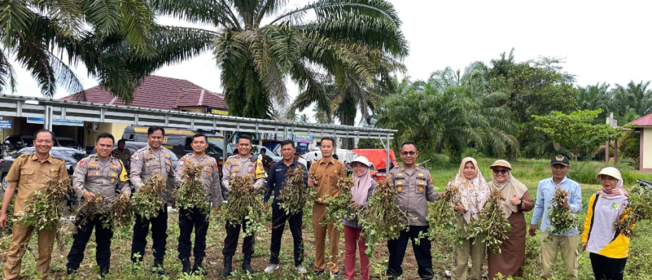 Polres Bengkulu Selatan Gelar Panen Kacang untuk Dukung Ketahanan Pangan