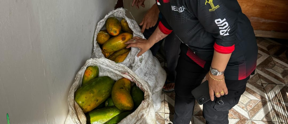 Lapas Curup Maksimalkan Lahan, Panen Pepaya Calina untuk Warga Binaan