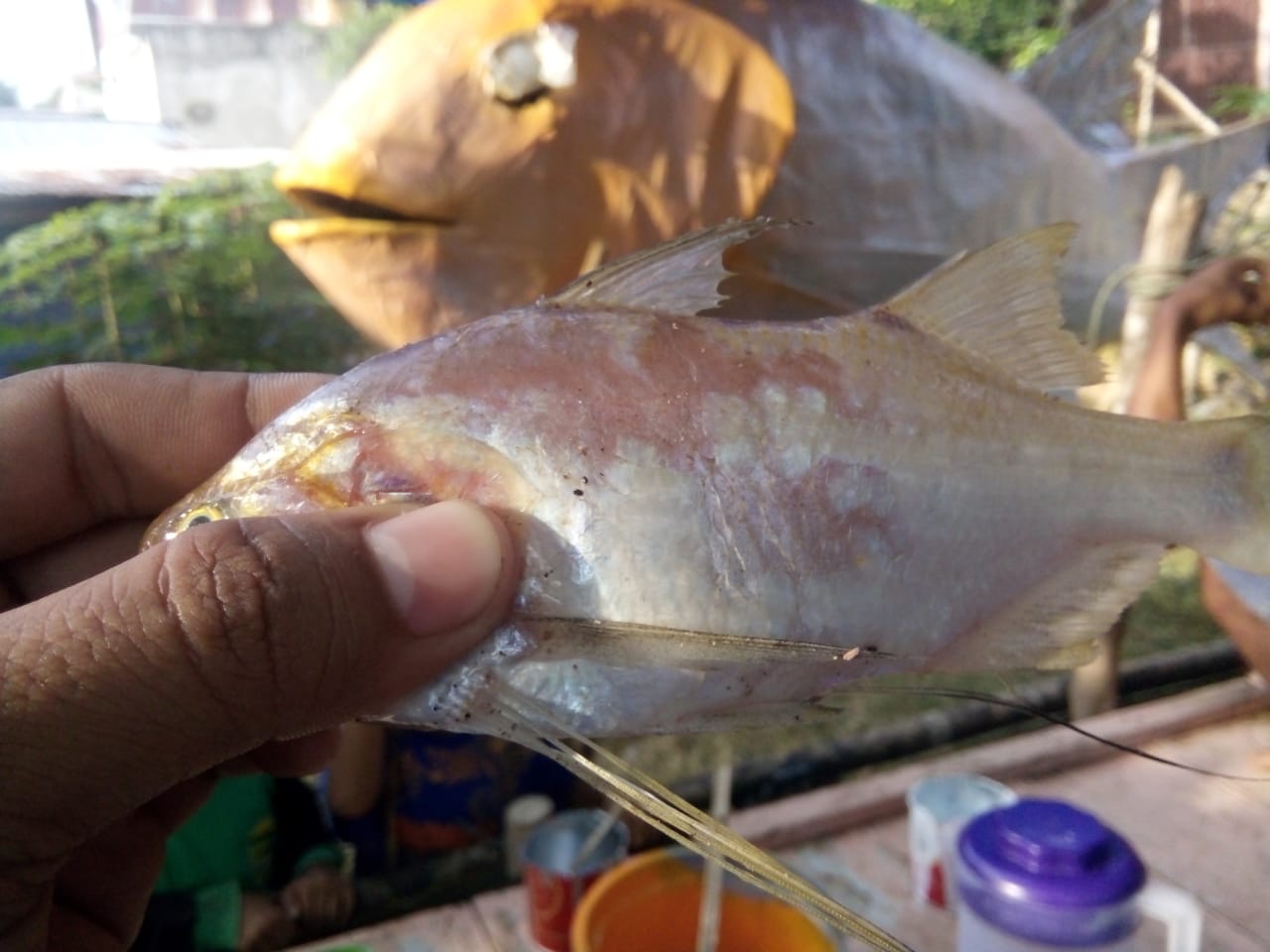 Ikan