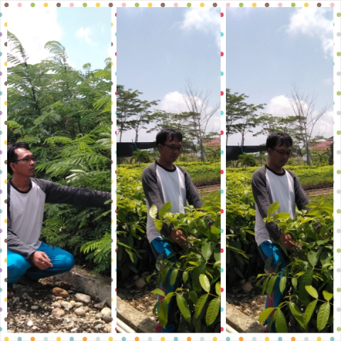 Kabupaten