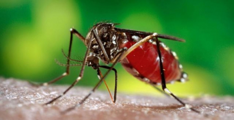 Dinkes Bengkulu Selatan: Waspada Penyakit DBD di Musim Penghujan