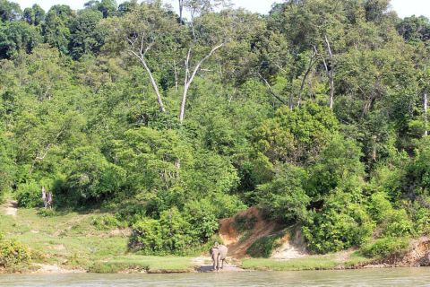 hutan