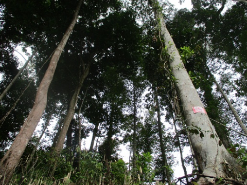 Hutan
