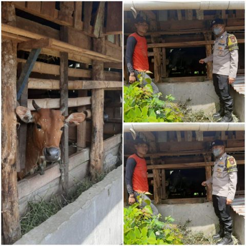 Polres Kepahiang Rutin Sosialisasi Warga Pemilik Ternak Terkait PMK