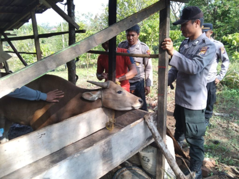 Cegah PMK, Tim Gabungan di Kabupaten Lebong Vaksin Hewan Ternak