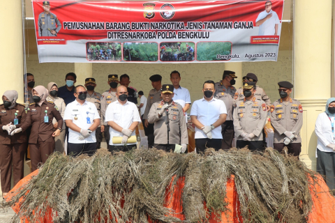 Polda Bengkulu Musnahkan Barang Bukti Hasil Ungkapan Temuan Ladang Ganja