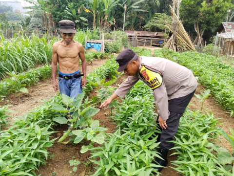 Polsek Ketahun Dukung Program Ketahanan Pangan, Bhabinkamtias Polsek Ketahun Sambang Kebun Milik Warga Binaanya