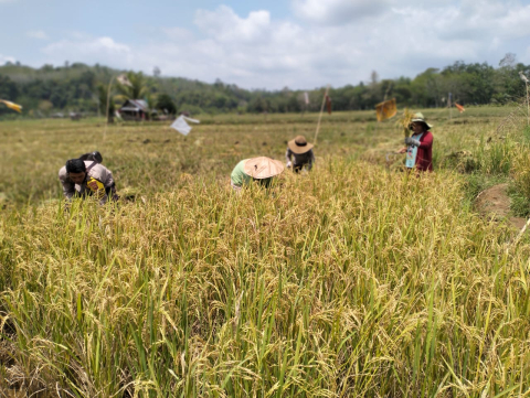Dukung Ketahanan Pangan, Bhabinkamtibmas Ikut Panen Padi