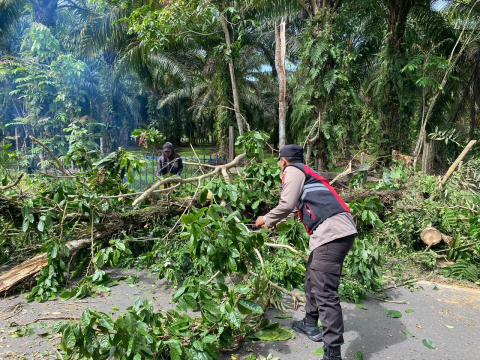 Polisi Batik Nau Laksanakan Evakuasi Pohon Tumbang