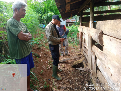 Harimau Sumatra Muncul di Pemukiman Warga Kapolsek Imbau Warga Untuk Berhati-Hati