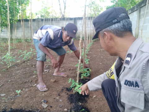 Ketahanan Pangan, Bhabinkamtibmas Polsek Ketahun Sambangi Kebun Warganya