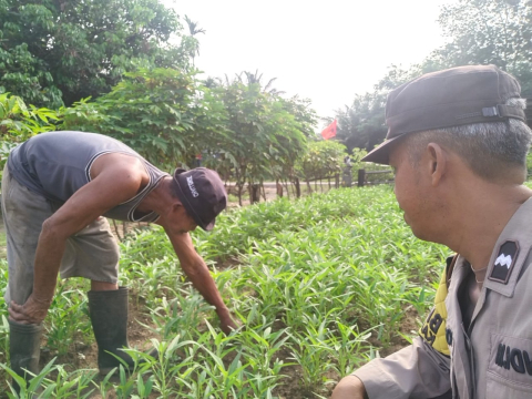 Polisi Sambang Petani, Bhabinkamtibmas Polsek Ketahun Sambang Warga