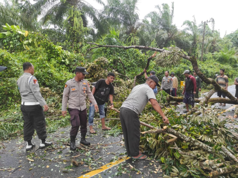 Dibantu Warga, Personel Polsek Maje Evakuasi pohon Tumbang yang Mengahadang Jalan 