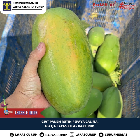 Sukses Pembinaan, Lapas Curup Hasilkan Panen Pepaya Produksi Warga Binaan