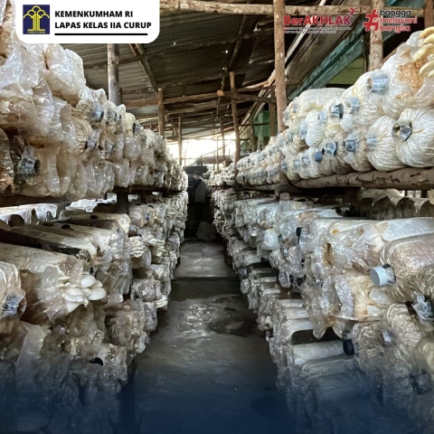 Warga Binaan Lapas Curup Diberikan Peluang Berbisnis Jamur Tiram, Sukses Panen Ribuan Baglog