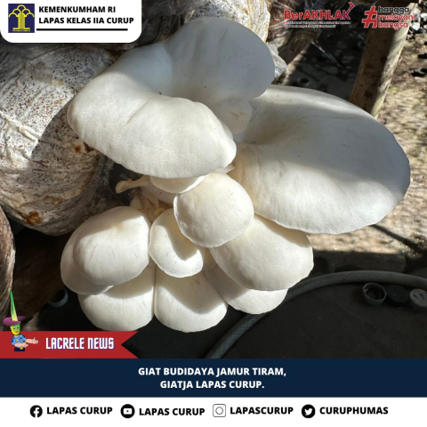 Warga Binaan Lapas Curup Sukses Panen Jamur Tiram Sebanyak 1.500 Baglog