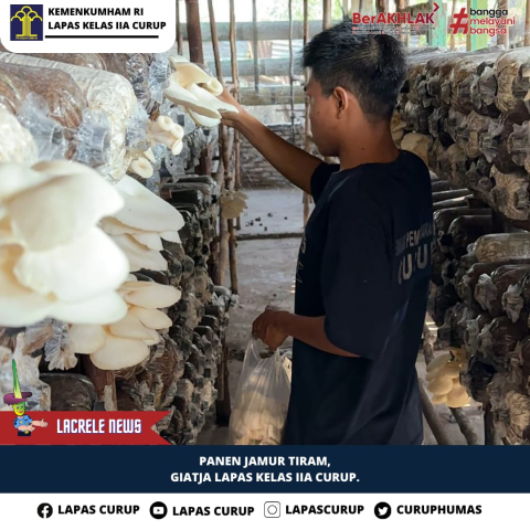 Ribuan Baglog Jamur Tiram Hasil Pembinaan Warga Binaan Lapas Curup Dipasarkan ke Masyarakat