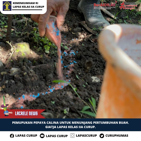 Giat Rutin Warga Binaan Lapas Curup Dalam Meningkatkan Budidaya Buah Pepaya 
