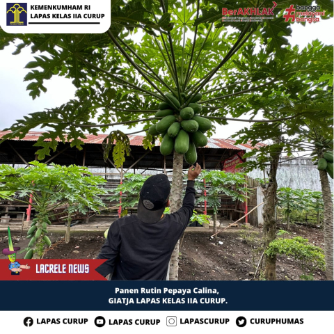Panen Pepaya Giat Pembinaan Ketahanan Pangan Warga Binaan Lapas Curup
