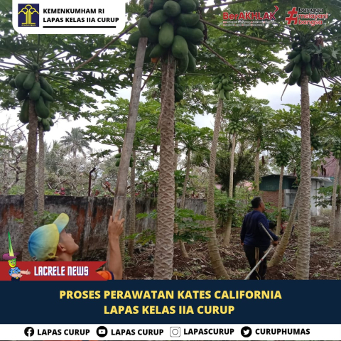Lapas Curup Panen Pepaya Hasil Pembinaan warga binaan