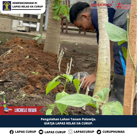 Warga Binaan Lapas Curup Diberikan Pembinaan Budidaya Pepaya di Lahan Pertanian
