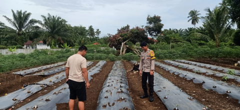 Polsek Manna Lakukan Pemantauan Kebun Cabai untuk Dukung Ketahanan Pangan Masyarakat