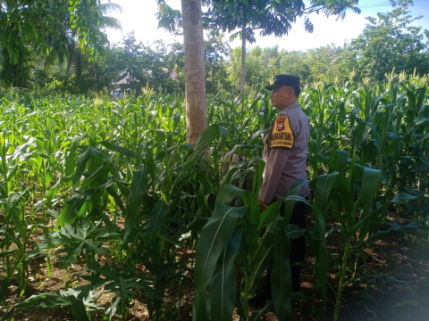 Polsek Kota Manna Dukung Ketahanan Pangan Lewat Sambang dan Pemantauan Kebun Jagung