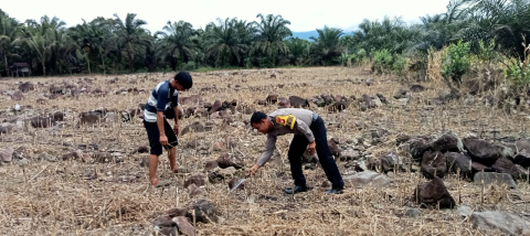 Polsek Seginim Pantau Kebun Jagung untuk Dukung Ketahanan Pangan di Bengkulu Selatan