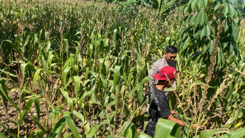 Polsek Seginim Dukung Ketahanan Pangan Lewat Pemantauan Kebun Jagung