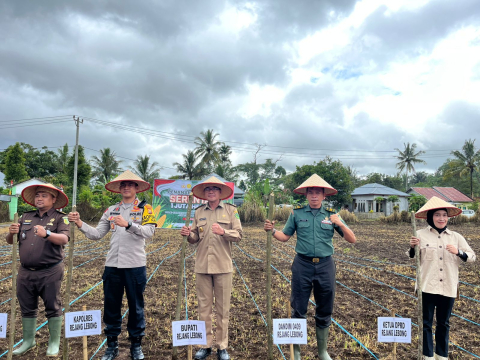 Sukseskan Swasembada Pangan 2025, Polres Rejang Lebong  Bersama Forkofimda Tanam Jagung Serentak di 3 Hektar Lahan