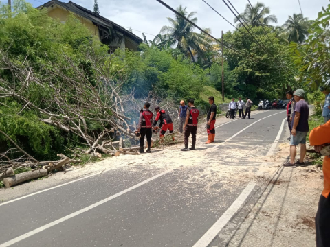 Polresta Bengkulu Evakuasi Pohon Tumbang, Arus Lalu Lintas Kembali Lancar