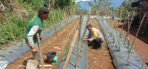 Bhabinkamtibmas Monitoring Tanaman Pangan di Desa Mangkurajo