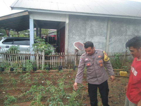 Bhabinkamtibmas Polsek Lebong Tengah Monitoring Ketahanan Pangan Program 1 Pekarangan Pangan Bergizi