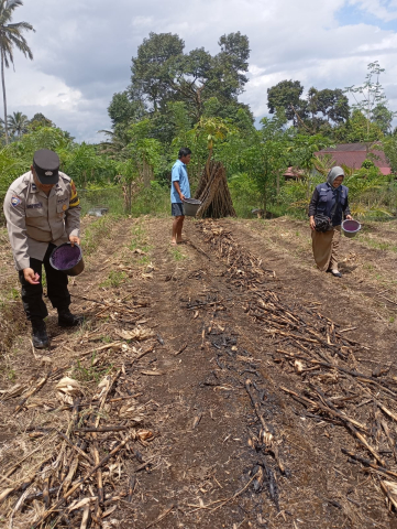 Bhabinkamtibmas Polsek Ujanmas Pantau Lahan Ketahanan Pangan, Dukung Program SADE SAHE