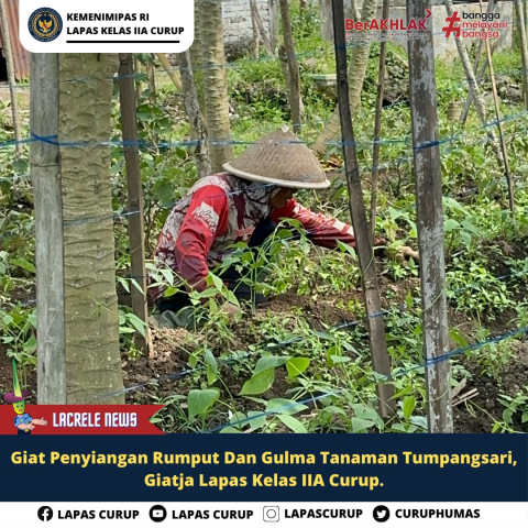 Lapas Curup Rutin Bersihkan Gulma di Kebun Tumpangsari untuk Optimalkan Pertumbuhan Tanaman