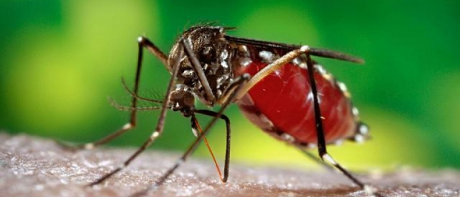 Dinkes Bengkulu Selatan: Waspada Penyakit DBD di Musim Penghujan