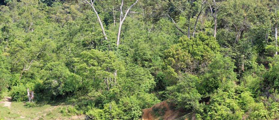 hutan
