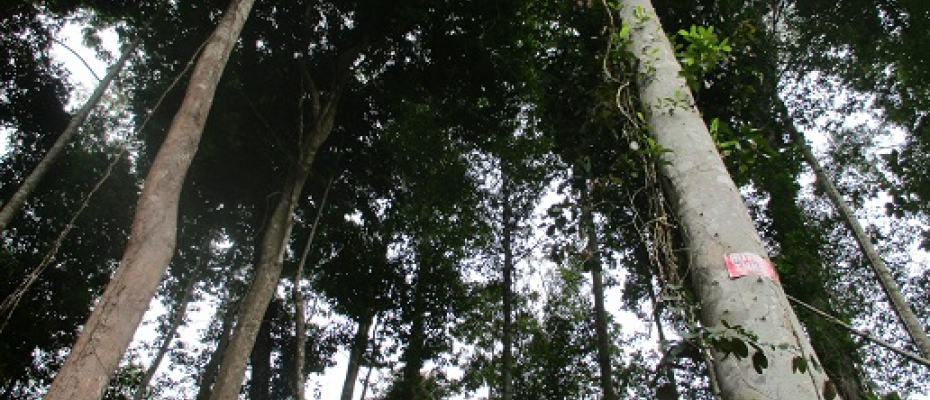 Hutan