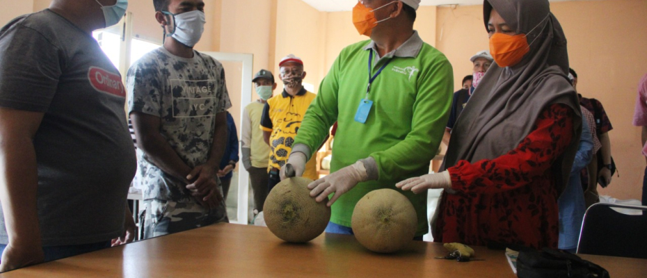 Gubernur Rohidin mersyah Bersama Petani Melon
