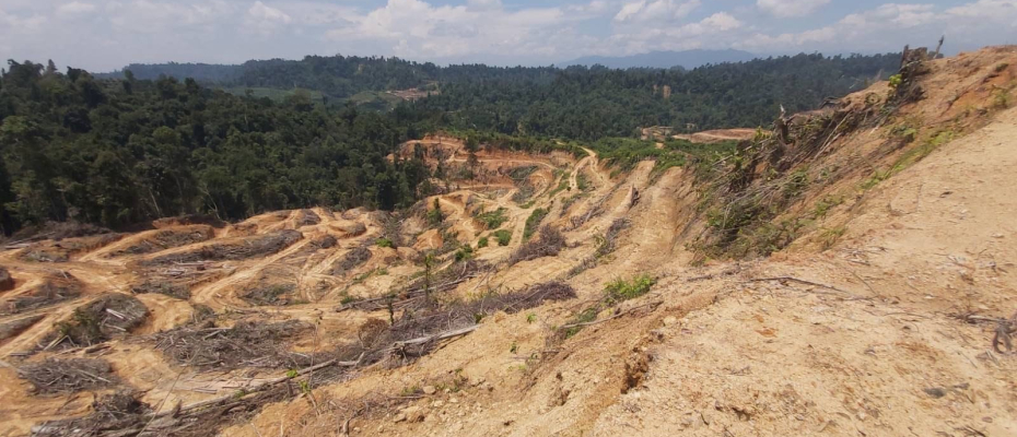 Aktivitas perusakan hutan di dalam konsesi PT Nia Yulided Bersaudara