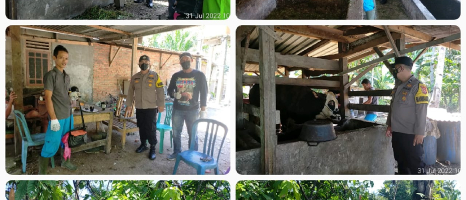  Bhabinkamtibmas Polsek Sukaraja Dampingi Dinas Peternakan Lakukan Vaksinasi PMK