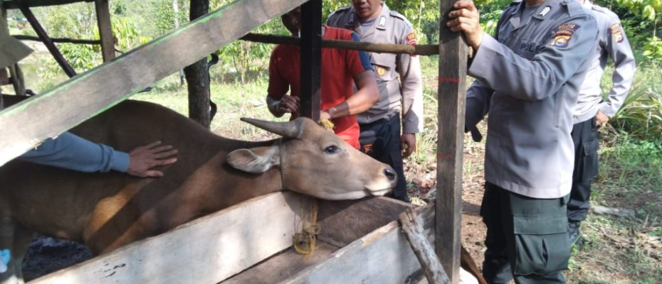 Cegah PMK, Tim Gabungan di Kabupaten Lebong Vaksin Hewan Ternak